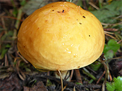 Larch bolete