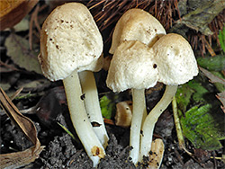 Pale brittlestem