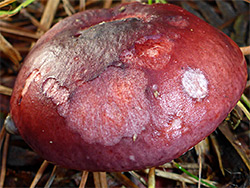 Russula - cap