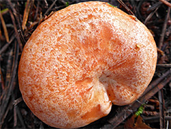 Saffron milkcap