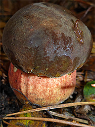 Scarletina bolete