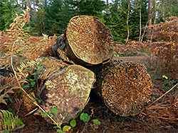 Three logs