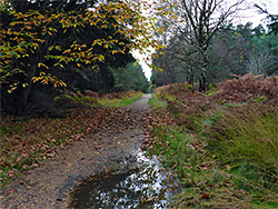 Leaves and puddle