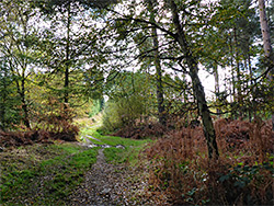 Woodland path