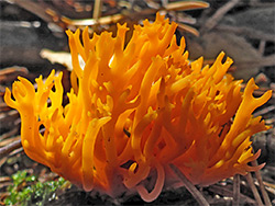 Yellow stagshorn