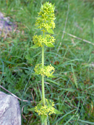 Flowers and hairy stem