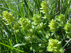 Flowering stems