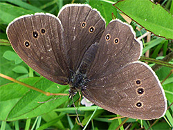 Ringlet butterfly