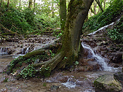 Tree in the stream