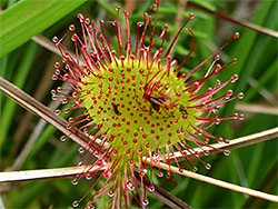 Round-leaved sundew