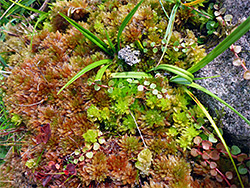 Bog plants