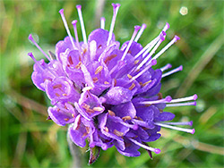 Devil's-bit scabious