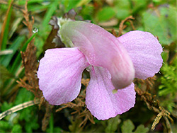 Lousewort