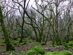 Mossy trees