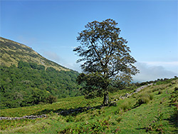 Lone tree