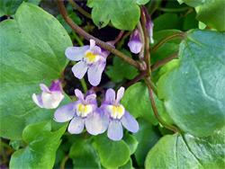 Ivy-leaved toadflax