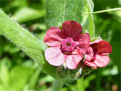 Red flowers