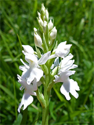 White-flowered orchid