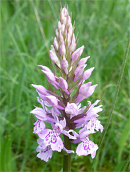 Common spotted orchid