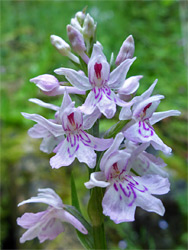 Common spotted orchid