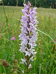 Common spotted orchid