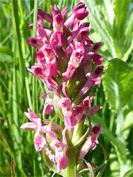 Early marsh orchid