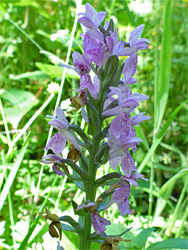 Early marsh orchid