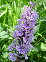 Heath spotted orchid