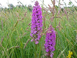 Two flower spikes