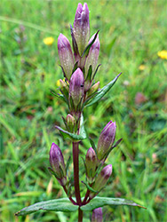 Autumn gentian