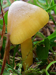 Butter waxcap