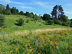 Grassland and trees
