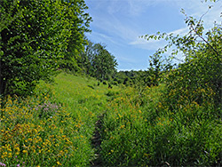 Grassy path