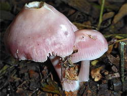 Lilac bonnet