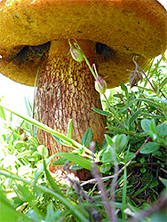 Lurid bolete