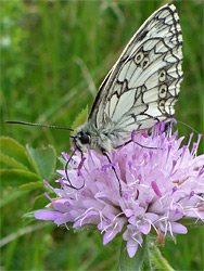 Marbled white