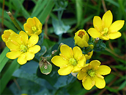 Yellow wort