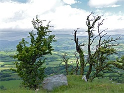 Trees on Daren Cilau