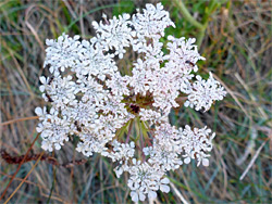 White flowers