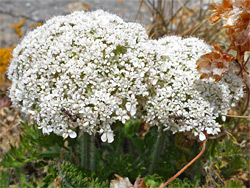 Wild carrot