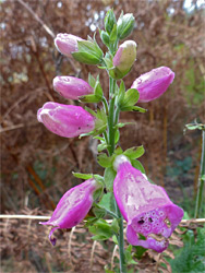 Withering flowers