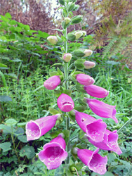 Digitalis purpurea