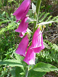 Pink flowers