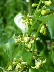 Dioscorea communis