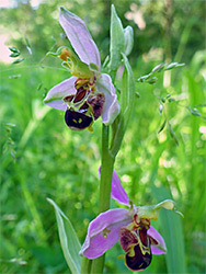 Bee orchid