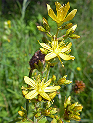 Hairy St John's-wort