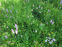 Varied wildflowers