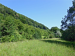 Wooded slope