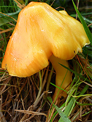 Blackening waxcap - orange