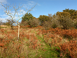 Path through bracken